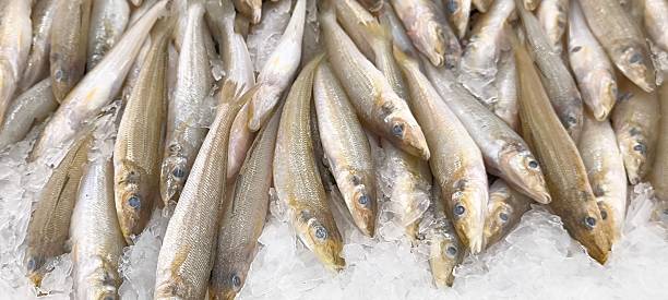 freshly caught whiting fish. also known as sandfish or sillago on ice.