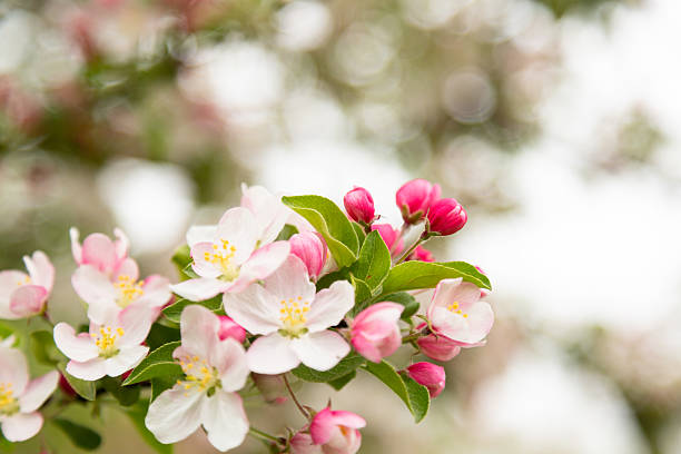 Blooming apple tree branch in spring garden with soft light and copy space. High quality photo