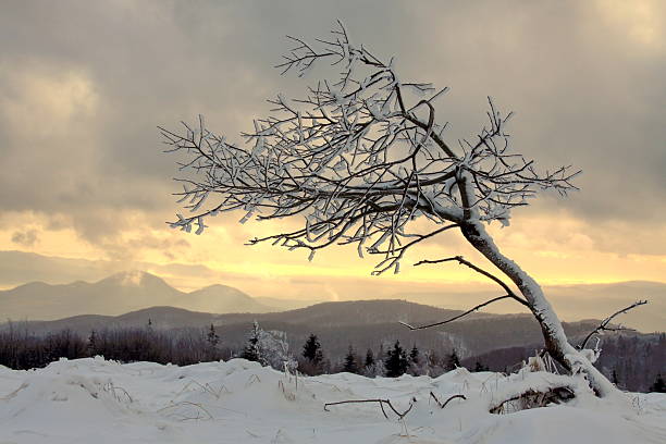 A lonely, leafless tree leaning to the right, its dark branches covered with snow and ice, as if shaped by strong winds. The tree stands on a snow-covered ridge in the foreground. Behind it, layers of distant hills and mountains fade into the background, softened by fog and winter haze. The sky is filled with muted gray clouds, but near the horizon, a warm, golden light penetrates, suggesting either sunrise or sunset. The contrast between the cold, snowy landscape and the soft glow of the sky gives the scene a quiet, resilient, and slightly melancholic mood.