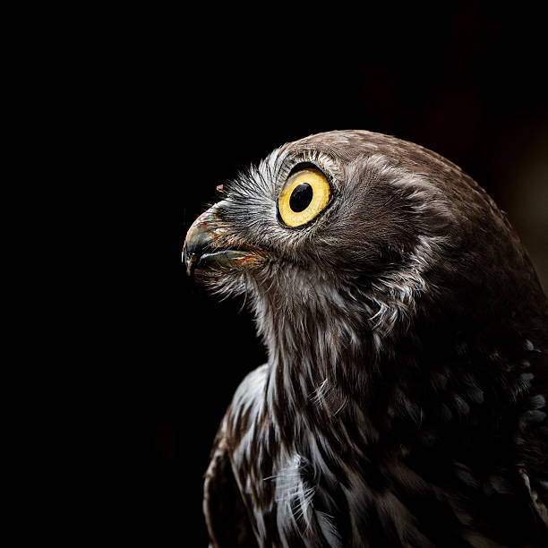 Burrowing Owl