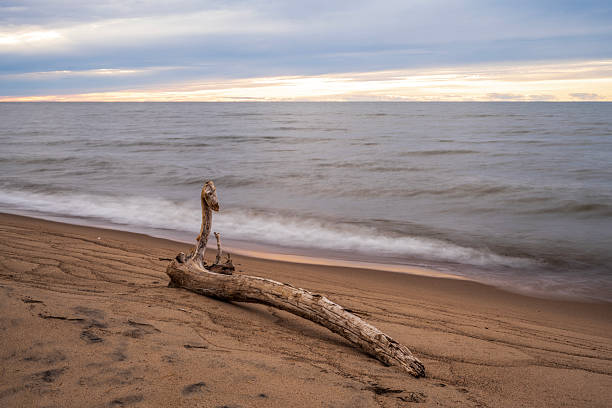 A beautiful seaside scenery with washed up fallen tree stumps on the beach of Baltic Sea. Sunny summer day in Latvia, Europe.