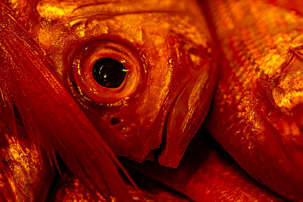 An extreme macro close-up of a red fish eye and shimmering scales, creating an abstract organic texture in intense crimson and golden tones. The image emphasizes raw detail, glossy surfaces, and dramatic lighting, evoking themes of nature, vulnerability, consumption, and the relationship between humans and marine life. Suitable for concepts related to food, sustainability, environmental awareness, and abstract visual storytelling.