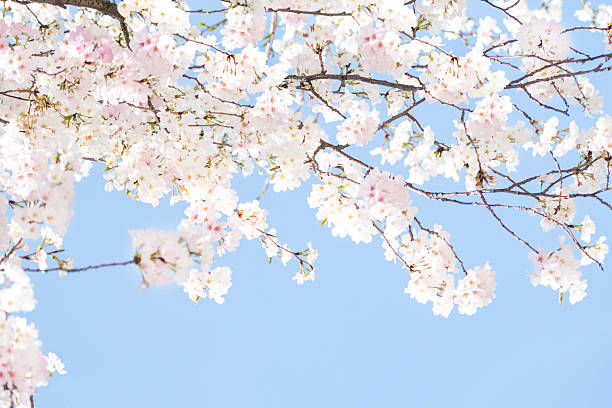 istock Sky with copy space and cherry blossom trees in full bloom 2259658103