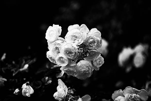 istock Black and White Rose Cluster in Soft Focus 2259659582