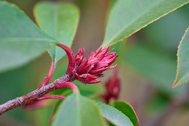 Macro shot of a red plant bud emerging from green leaves in a garden with soft bokeh