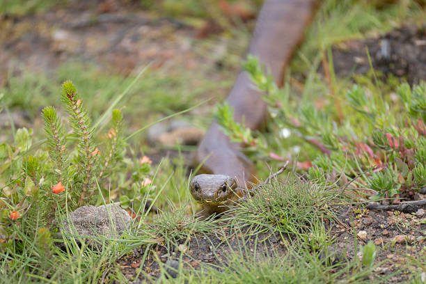 Mainland Tiger Snake (Notechis scutatus), Rowes Lagoon, NSW, October 2025
