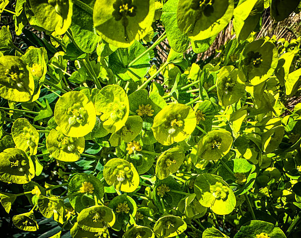 Euphorbia amygdaloides, the wood spurge, is a species of flowering plant in the family Euphorbiaceae, native to woodland locations in Europe, Turkey and the Caucasus. It is a bushy evergreen perennial, growing to a height of 80 cm (31 in), with dark green slightly hairy leaves about 6 cm (2 in) long. The complex green-yellow inflorescence (cyathium), typical of Euphorbia, appears in late spring and early summer