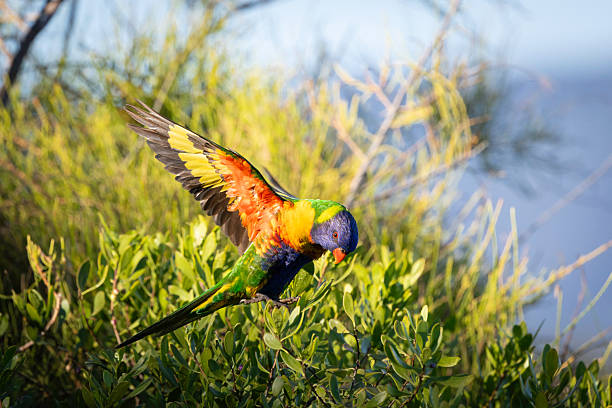 Rainbow lorikeet (Trichoglossus moluccanus) flying, Narooma, NSW, November 2025