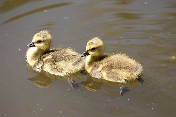 Two young Canada goose goslings swim calmly side by side on still water, highlighting early wildlife development and natural behavior in a serene outdoor setting.