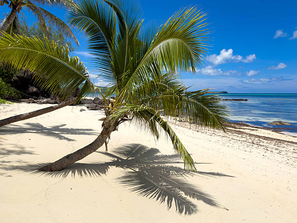 A pristine tropical beach in Fiji featuring a single leaning palm tree casting long shadows across soft white sand. The calm, crystal-clear sea gently meets the shoreline, while shallow turquoise waters transition into deeper blue tones toward the horizon. Lush coastal vegetation and additional palm trees frame the scene, creating a sense of seclusion and untouched natural beauty. Above, dramatic clouds drift across a bright blue sky, adding depth and atmosphere to the tranquil island landscape. The image conveys relaxation, remoteness, and the idyllic charm of the South Pacific, making it ideal for travel, tourism, and paradise-themed concepts.
