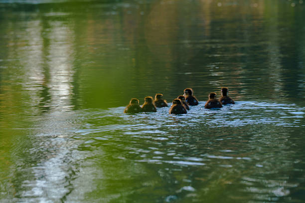 Ducklings on the river  surrounded by greenery in  summer