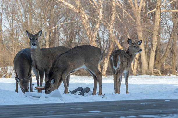 This winter image shows a small group of white-tailed deer eating from a feeder of corn in a residential yard next to a wooden deck.