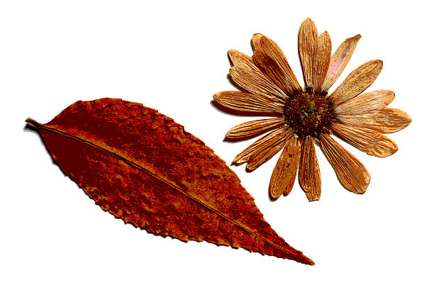 Two dried herbarium objects, a brown elongated leaf and a dry flower, isolated on a white background. Ideal for themes of fall, botany, crafts, texture, vintage, art, and natural decor.