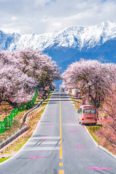 Scenic highway lined with blooming pink cherry blossoms and snow-capped mountain peaks in the distance, spring landscape in Tibet.