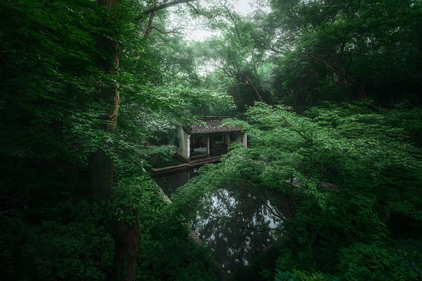 Traditional Asian pavilion nestled in lush forest canopy overlooking tranquil pond, creating serene natural healing sanctuary on misty day in Hangzhou.