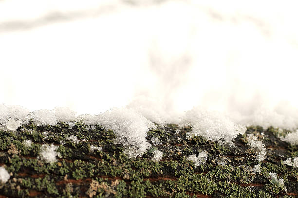 ​A high-quality horizontal shot showcasing the rich texture of dark tree bark covered in vibrant green moss and patches of crystalline snow. The bottom half of the frame is rich in detail, while the top half fades into a bright, clean white background, providing ample space for typography. This contrast between organic texture and minimalist negative space makes it perfect for eco-friendly branding, winter skincare advertisements, or botanical-themed banners.