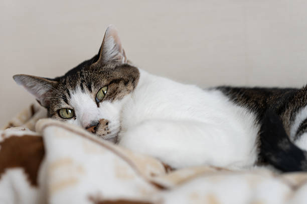 Cute cat sitting and staring