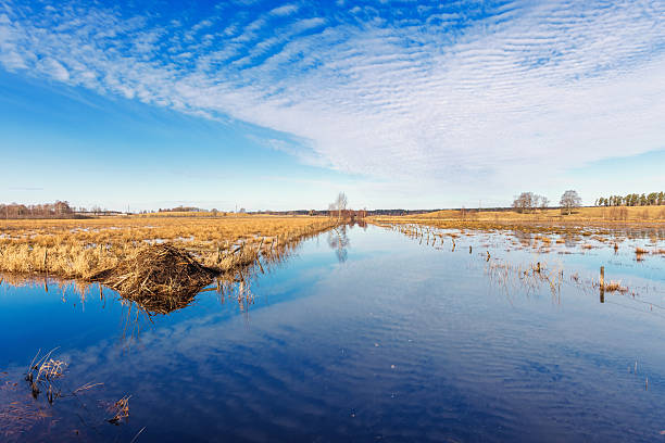 Aerial river landscape in autumn with dry reeds, trees and sunset cloudscape
