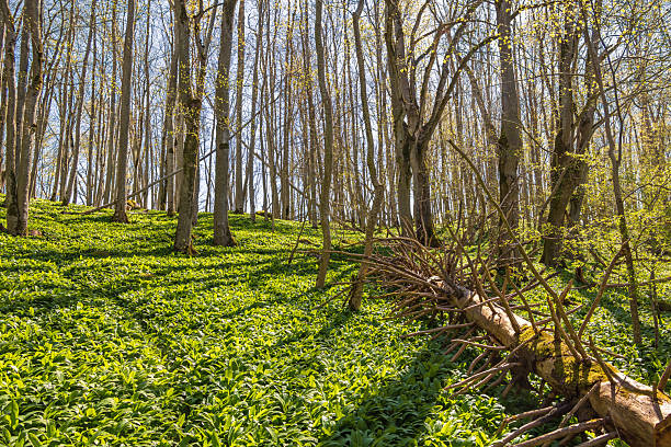 Fallen tree snag in a woodland a sunny spring day with green ramsons leaves