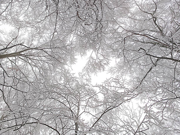 Looking up at frost-covered tree branches forming a winter forest canopy. Snowy branches create a soft, minimal background with calm seasonal atmosphere and copy space.