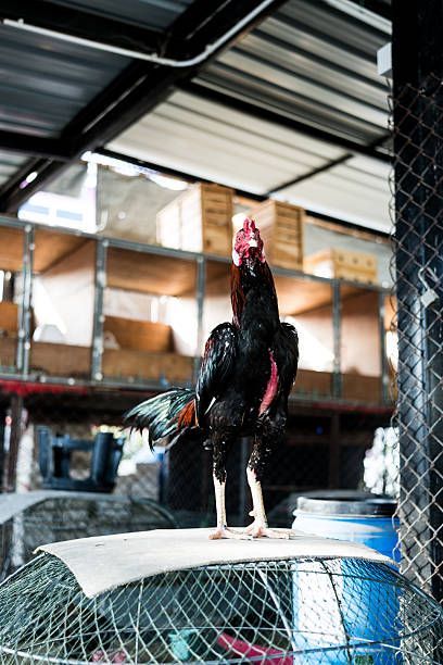 Fighting gamecock or Thai Chicken stand on a bamboo coop