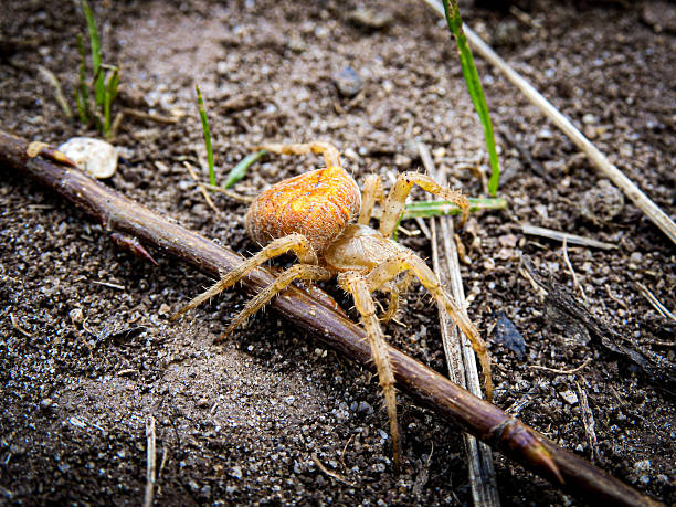 Cross Orbweaver Araneus diadematus on walking the ground. Wildlife photography.