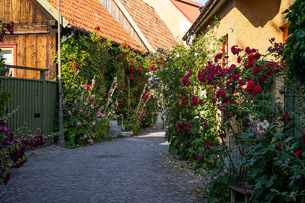A view of a city sidewalk lined with lush green bushes filled with blooming pink flowers. The street in the background features buildings and passing cars, contrasting the natural beauty of the flowers with the urban environment.