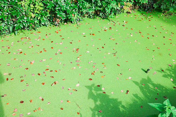 Lemna, duckweed growing on water. Nutritional plant.
