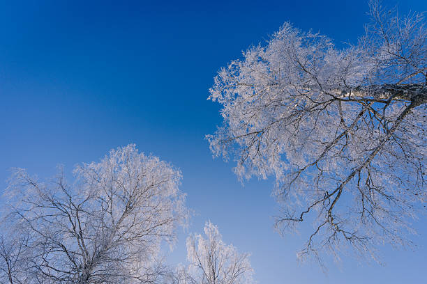 Frost-laden trees with icy branches are set against a bright blue sky, illustrating a serene winter landscape with clear visibility