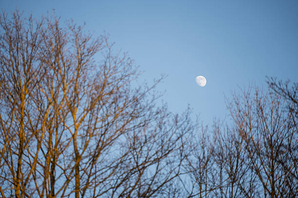Daytime moon in clear blue sky above leafless winter tree branches, warm sunlight on bare twigs creating calm seasonal nature scene with copy space and minimal composition