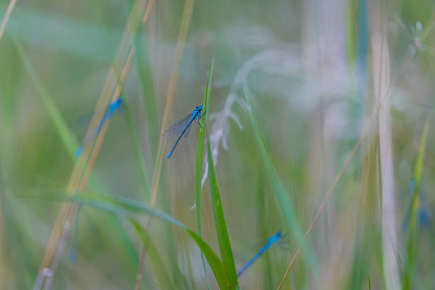 damselfly, Coenagrion mercuriale, preserving nature