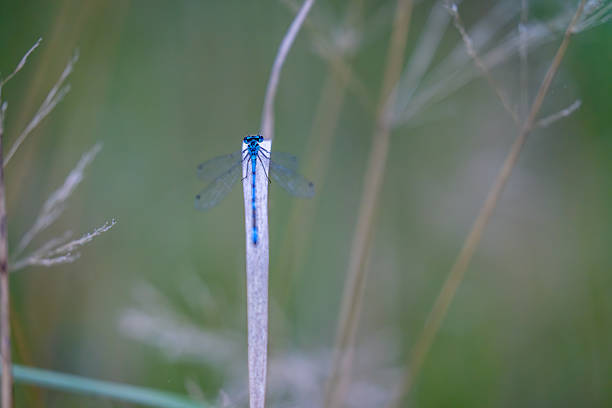 damselfly, Coenagrion mercuriale, preserving nature