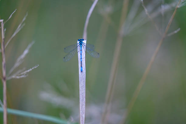 two mating dragonflies in the air, orange and green-blue dragonfly wedged together flying over the pond, mating dragonflies in the blazing sun, winged insect, orange demoiselle damselfly
