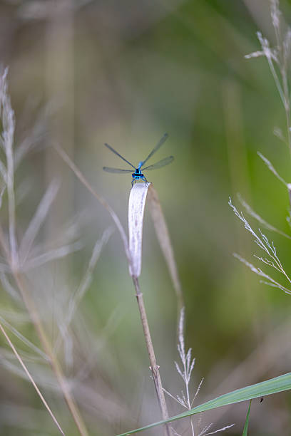 damselfly, Coenagrion mercuriale, preserving nature