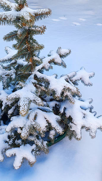 Snow-covered fir tree with frost on white background. Top view