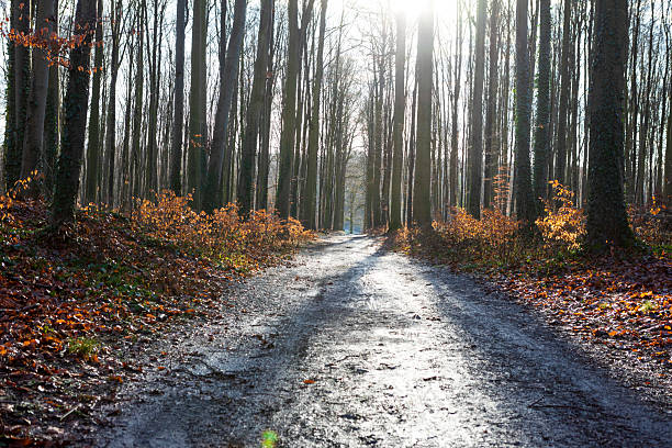 Tranquil woodlands in Tervuren on the outskirts of Brussels