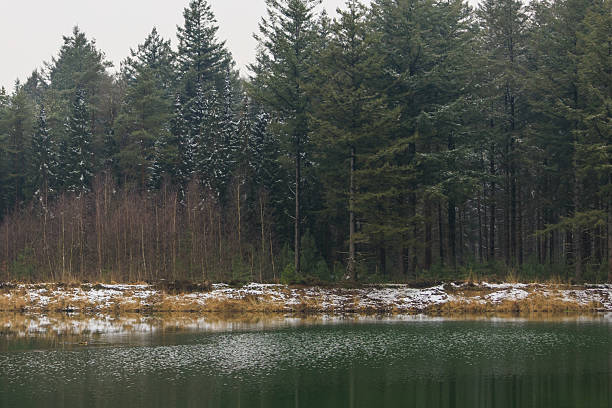 A tranquil winter scene featuring dark water in the foreground and tall pine trees in the background, lightly covered with snow. The image evokes a calm, intimate winter atmosphere with a natural and peaceful mood
