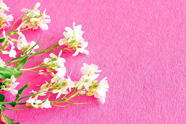 A picture of white flowers on a red background. There's space for text. Greeting card.