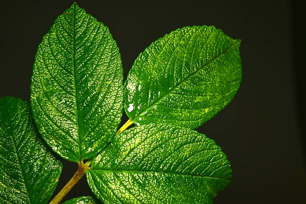 A branch with green rosehip leaves on a black background.
