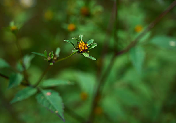 Three-lobed beggarticks (Bidens tripartita) close-up in natural environment.