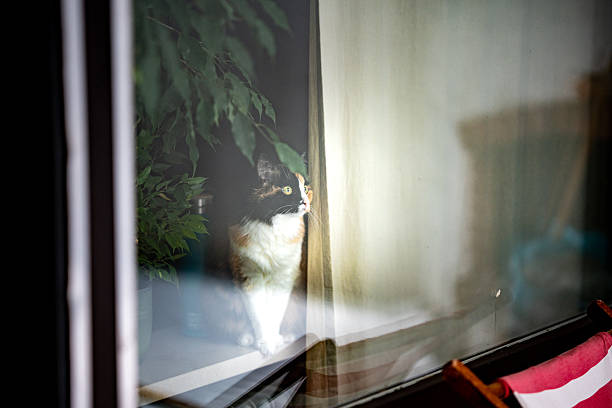 Domestic Cat Sitting Behind A Window Glass With Reflections While Looking Outside In A Quiet Indoor Home Environment. High quality photo