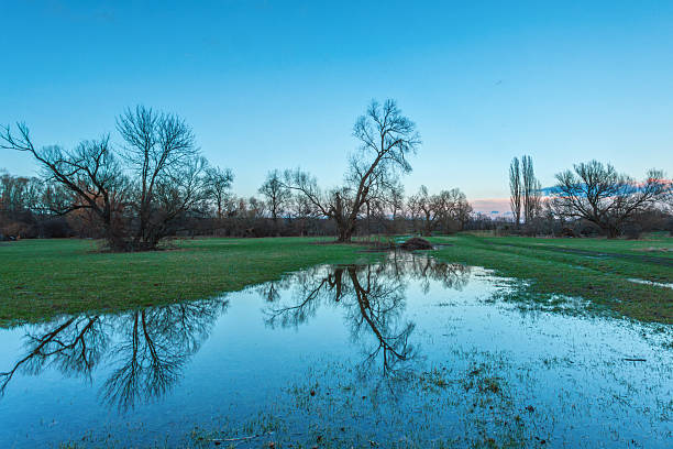 A peaceful evening landscape shows the reflection of leafless winter trees in a large puddle of rainwater or flood on a lush green meadow. The deep blue sky and soft light create a serene, calm mood.