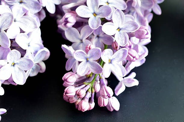 A branch of lilac with flowers on a black background.