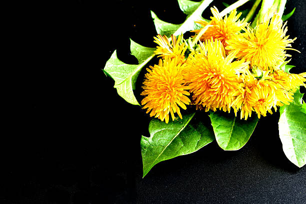 Greeting card, yellow dandelions on a black background. There is space for text. Greeting card.
