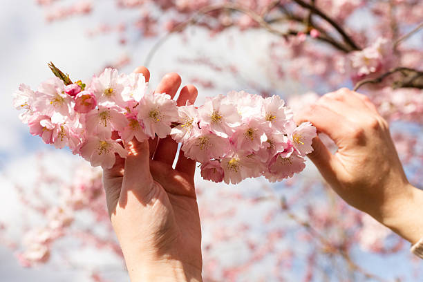 Beautiful pink cherry blossoms. Cherry blossom branches. High quality photo