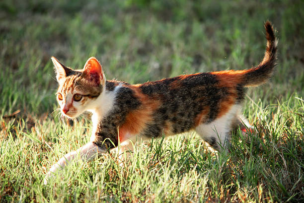 A calico kitten is exploring the lawn, sniffing flowers and touching blades of grass.