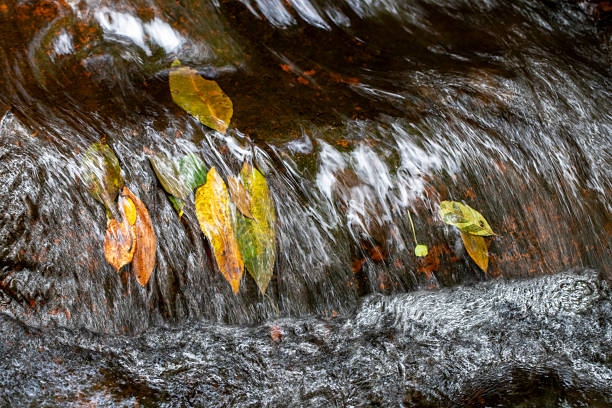 Leaves flowing over waterfall, Hacking River; Royal National Park Sydney Australia