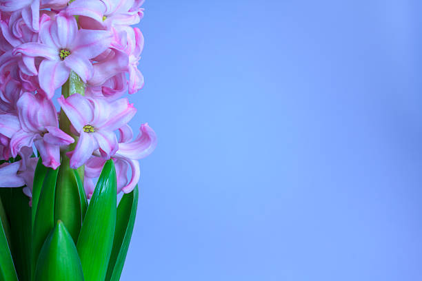 Close up of a vibrant pink hyacinth flower with green leaves standing against a soft blue wall. The composition is shifted to the left, leaving ample negative space for design and text. High angle view, natural light.