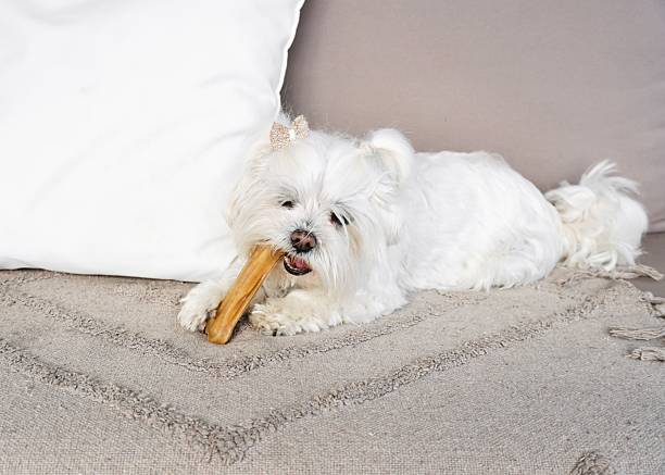 istock Maltese Pet Relaxing at Home with a Rawhide Dental Chew. 2259704589