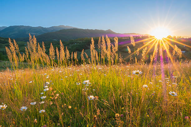 Digitally generated idyllic meadow, bathed in soft sunlight, with a gentle breeze rustling the tall grass.The scene was created in Autodesk® 3ds Max 2024 with V-Ray 6 and rendered with photorealistic shaders and lighting in Chaos® Vantage with some post-production added.